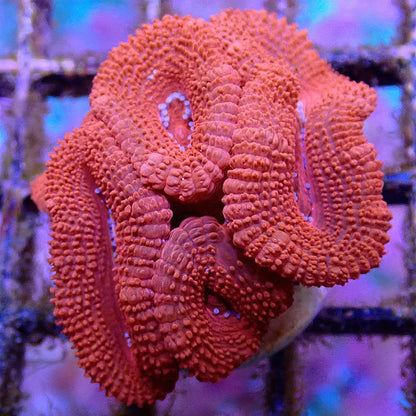 Micromussa Lord Multi-Pack LPS coral frag for reef aquarium