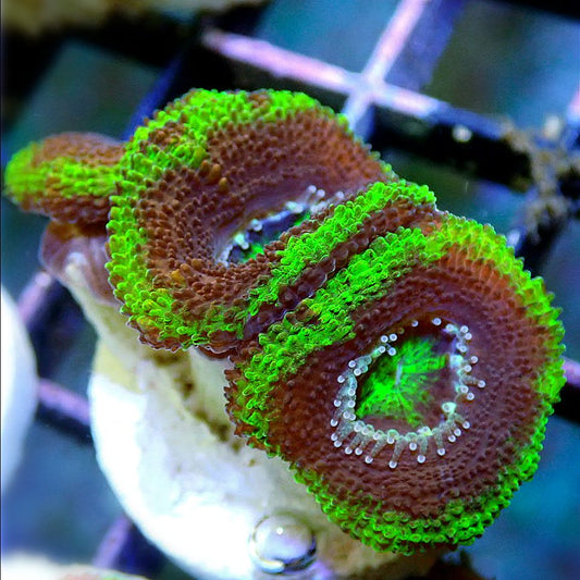 Micromussa Lord Multi-Pack LPS coral frag for reef aquarium