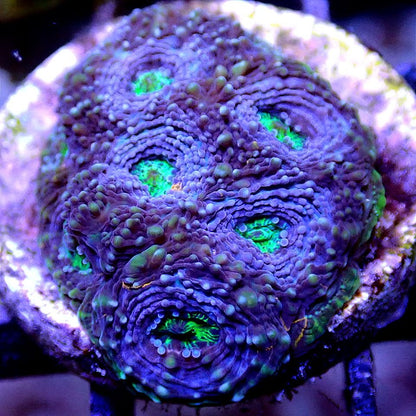 Micromussa Lord Multi-Pack LPS coral frag for reef aquarium