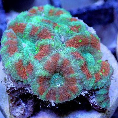 Micromussa Lord Multi-Pack LPS coral frag for reef aquarium