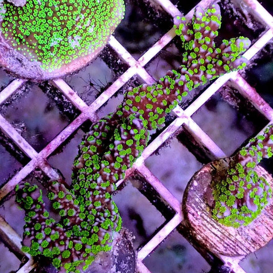 Montipora Tubbs Stellata - Live Coral Frag - Monti, Acro, Sps, Acropora SPS coral frag for reef aquarium