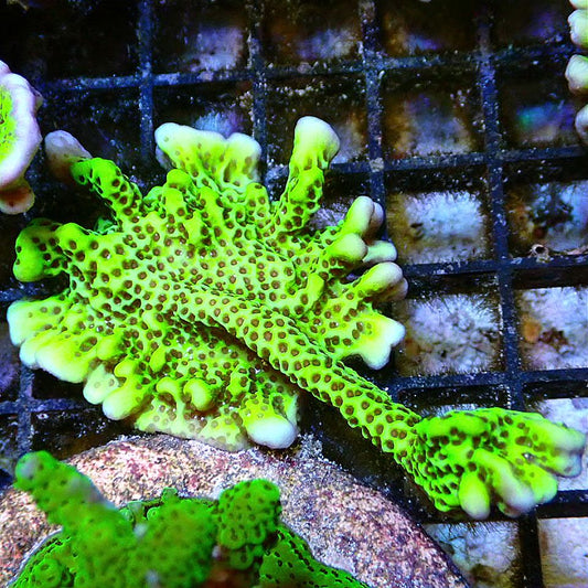 MONTIPORA COLONY - WYSIWYG