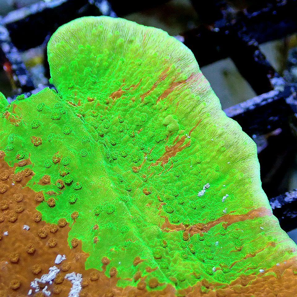 OG Grafted Plating Montipora