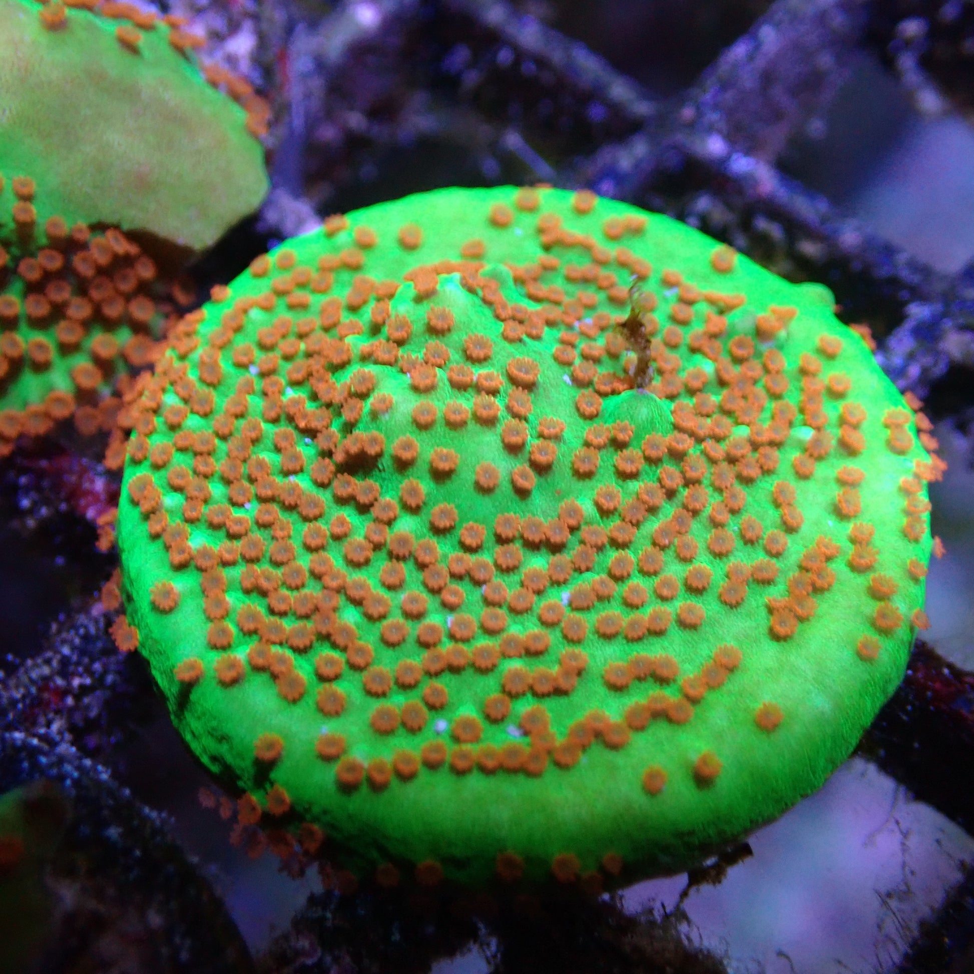 The Grinch Montipora SPS coral frag for reef aquarium