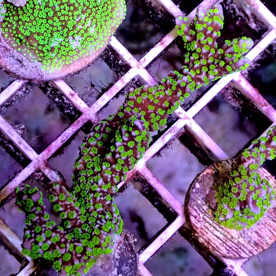 Tubbs Montipora Stellata