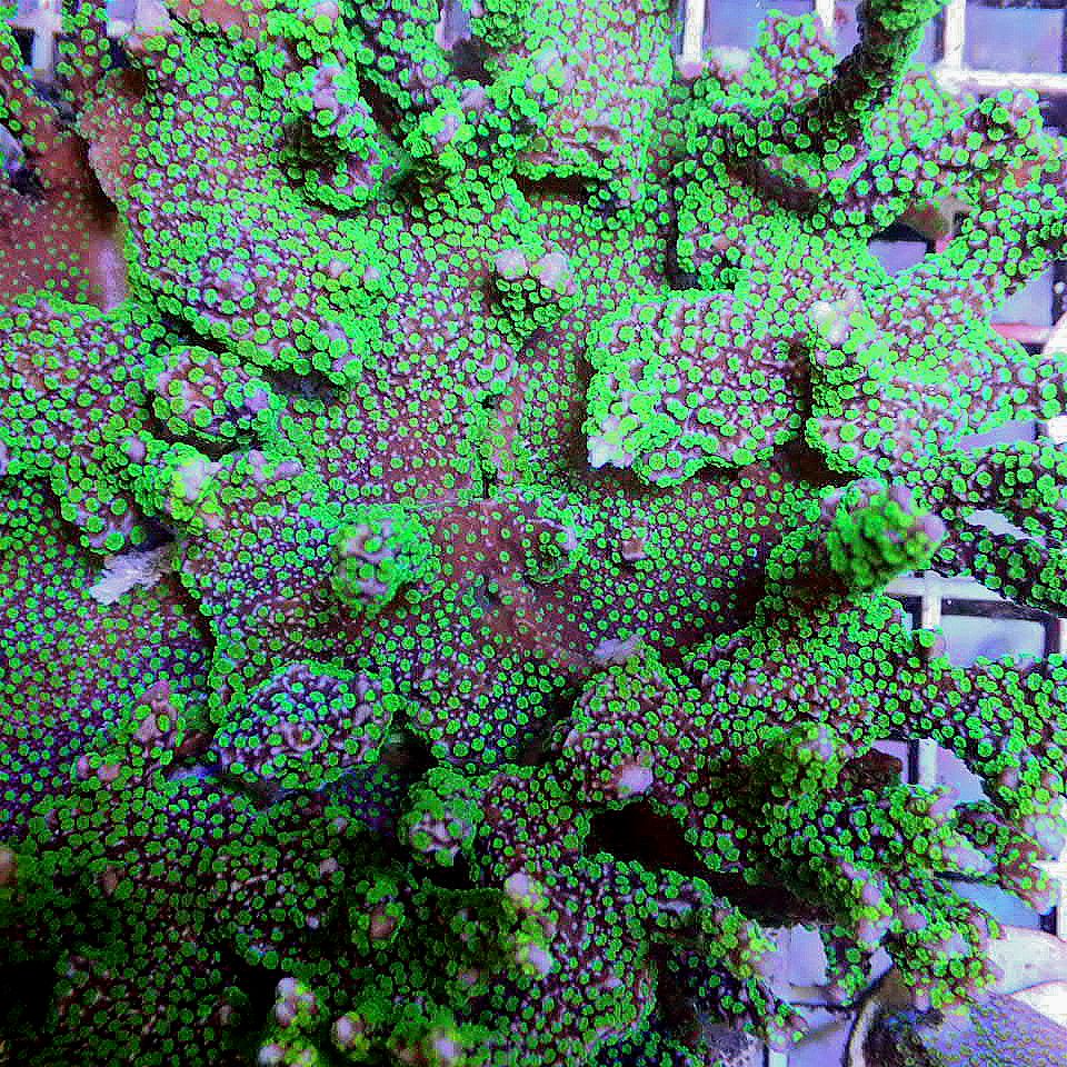 Tubbs Montipora Stellata