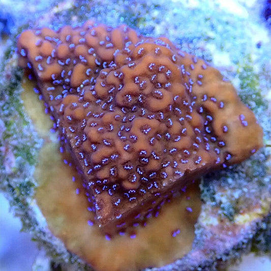 Mystic Sunset Montipora SPS coral frag for reef aquarium