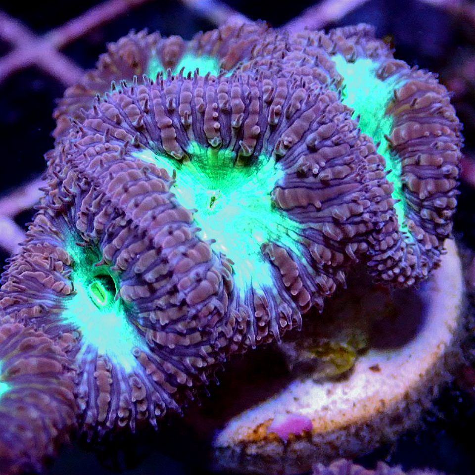 Neon Blastomussa Wellsi LPS coral frag for reef aquarium