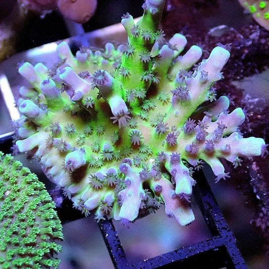 Neon Bottlebrush Acro - Live Coral Frag - Acroporoa, Sps, Montipora Default Title SPS coral frag for reef aquarium
