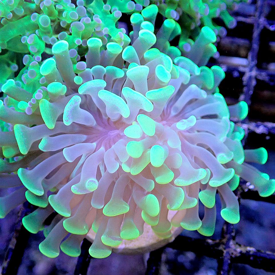 Neon Branch Hammer LPS coral frag for reef aquarium