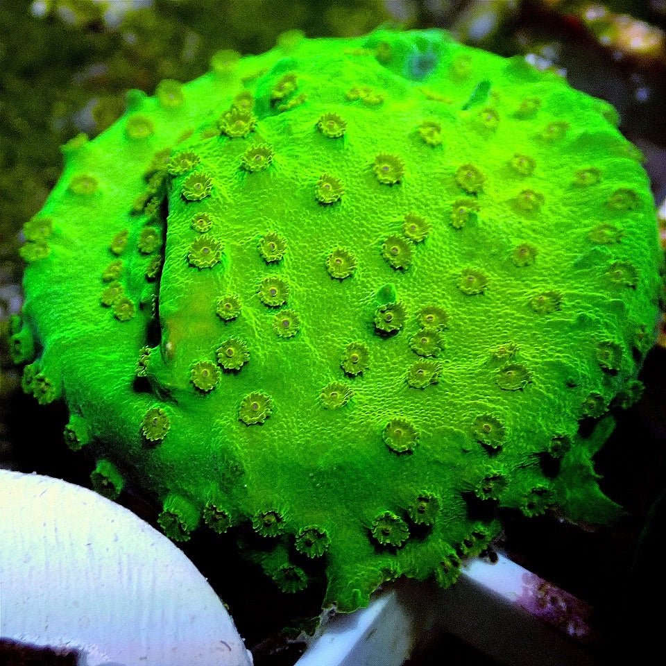 Neon Cyphastrea LPS coral frag for reef aquarium