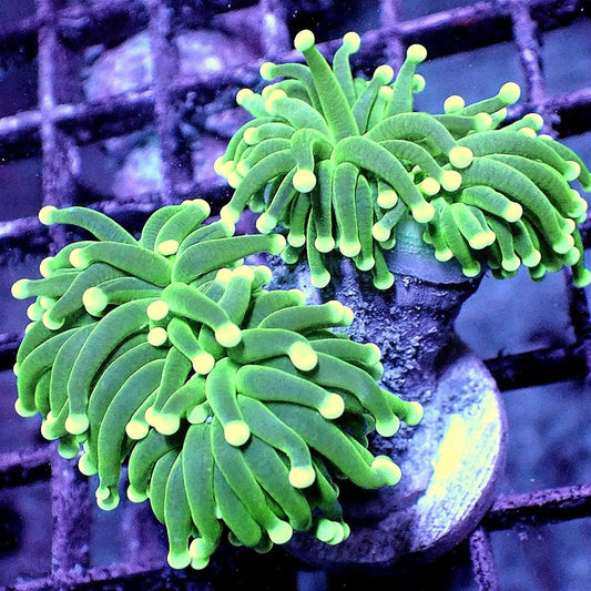 Neon Jumbo Torch WYSIWYG LPS coral frag for reef aquarium