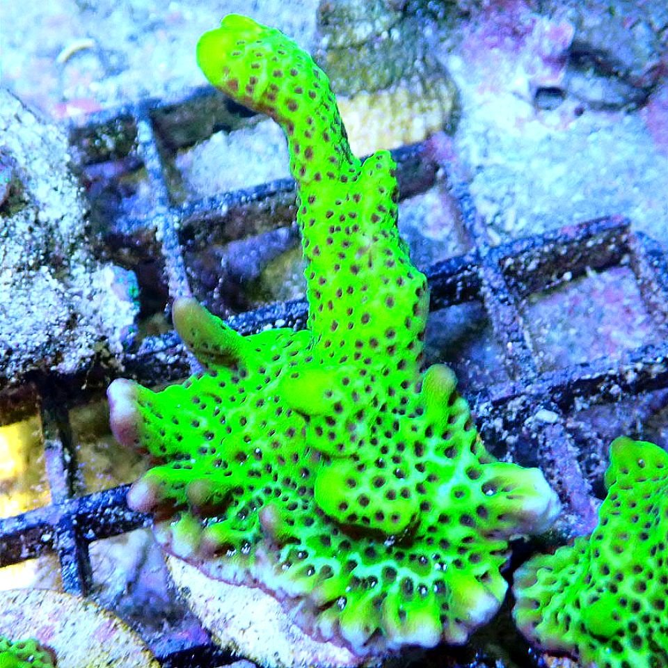 NEON MONTIPORA SPONGODES SPS coral frag for reef aquarium