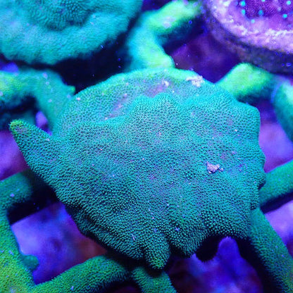 Neon Psammocora SPS coral frag for reef aquarium