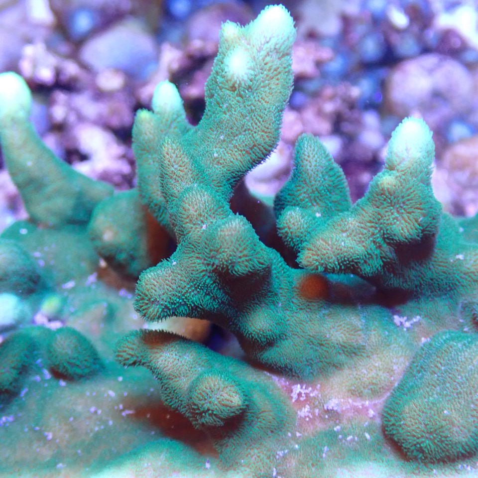 Neon Psammocora SPS coral frag for reef aquarium