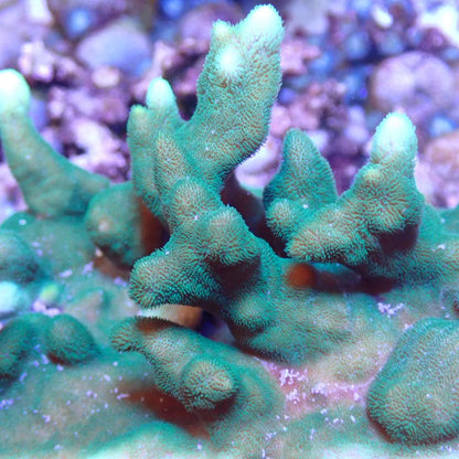 Neon Psammocora SPS coral frag for reef aquarium
