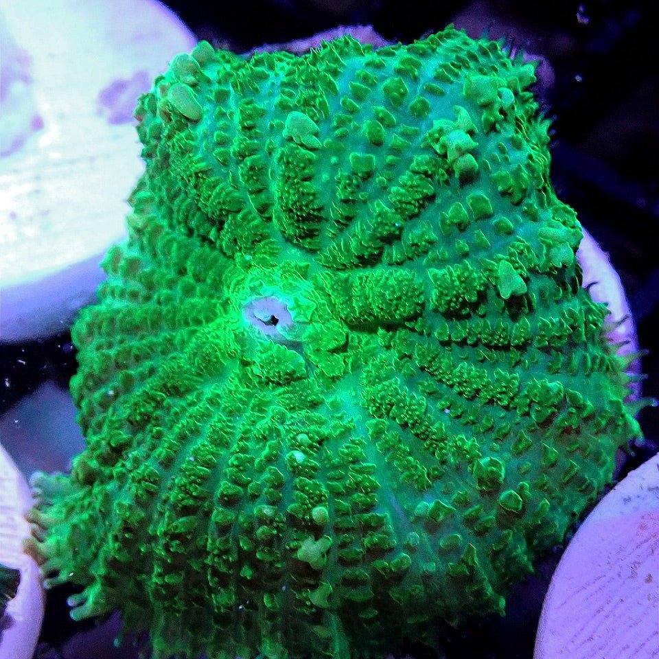 NEON RHODACTIS MUSHROOM SOFT CORAL coral frag for reef aquarium