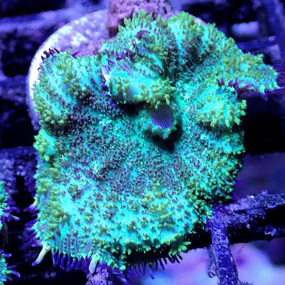 Neon Shroom WYSIWYG SOFT CORAL coral frag for reef aquarium