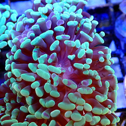 Neon Splatter Hammer LPS coral frag for reef aquarium