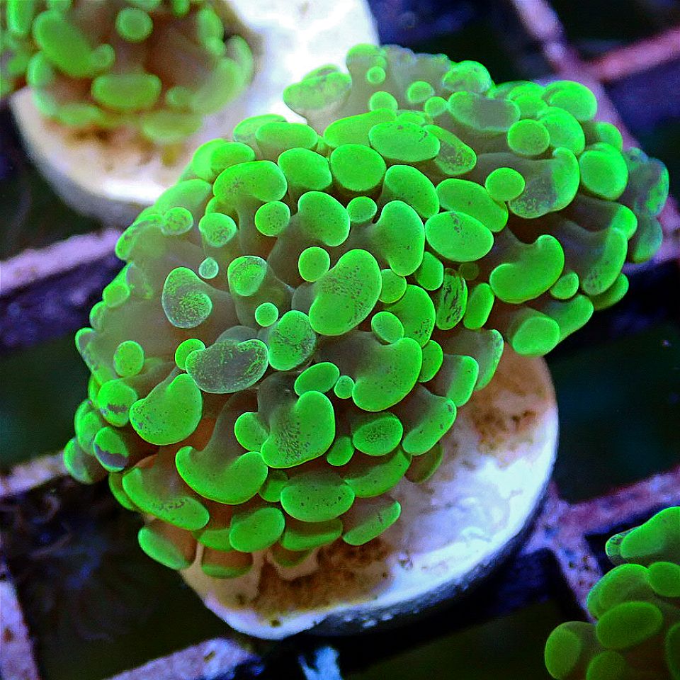 Neon Splatter Hammer LPS coral frag for reef aquarium