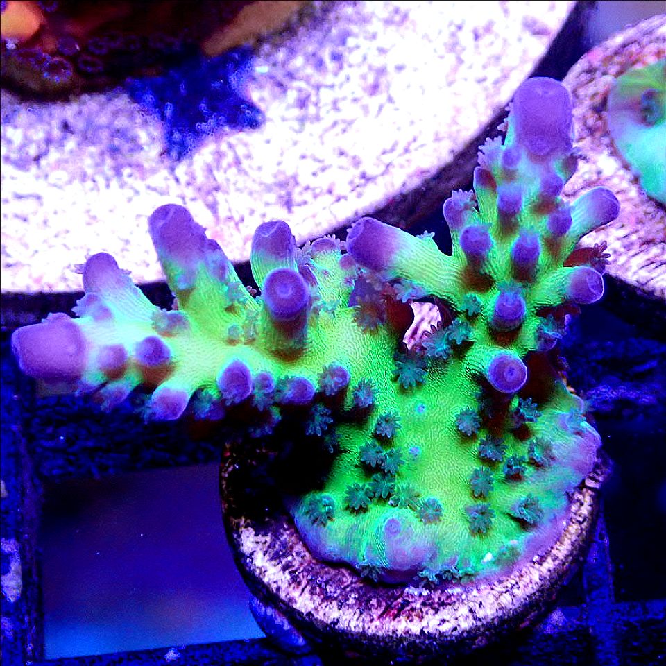 ORA ICE TORT ACRO SPS coral frag for reef aquarium