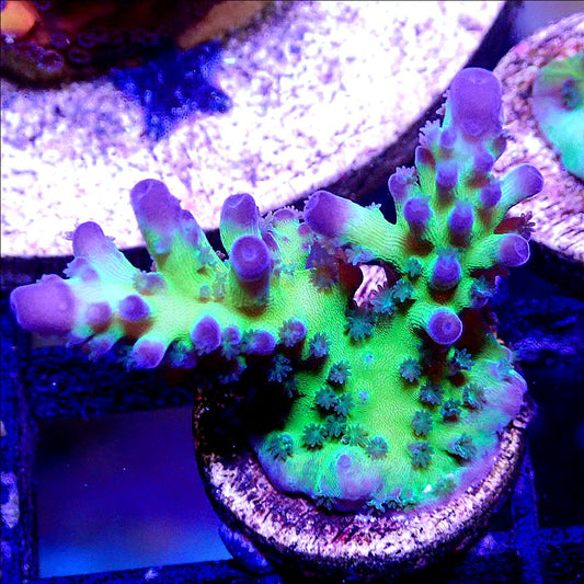 ORA ICE TORT ACRO SPS coral frag for reef aquarium