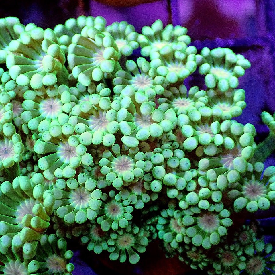 ORANGE EYE FLOWERPOT LPS coral frag for reef aquarium