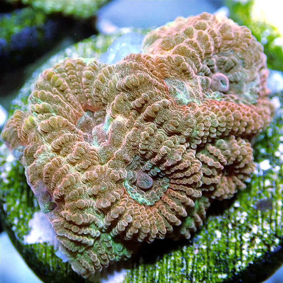 Orange Brain Favites LPS coral frag for reef aquarium