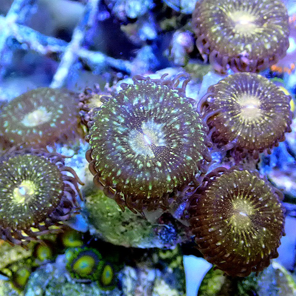 PANDORA ZOANTHID - WYSIWYG SOFT CORAL coral frag for reef aquarium