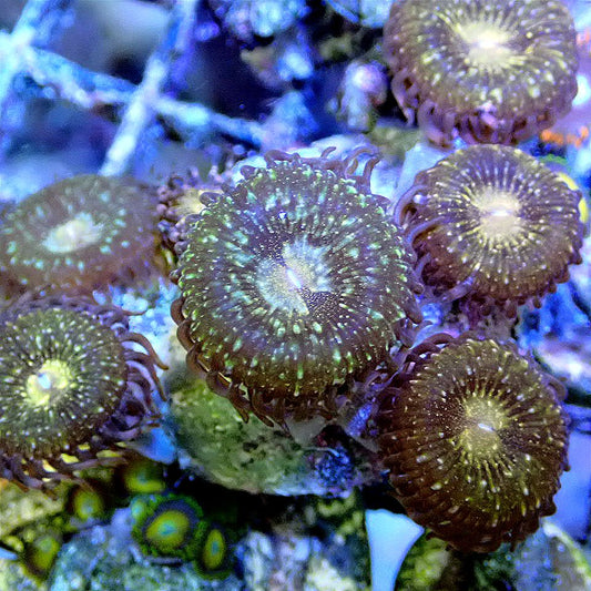 PANDORA ZOANTHID - WYSIWYG SOFT CORAL coral frag for reef aquarium