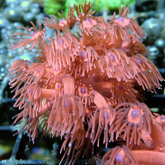 Pink Flowerpot LPS coral frag for reef aquarium