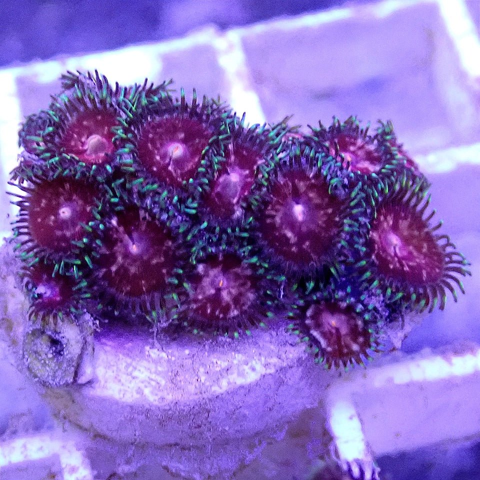 PINK LEMONADE ZOANTHID SOFT CORAL coral frag for reef aquarium