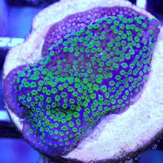 Poker Star Montipora SPS coral frag for reef aquarium