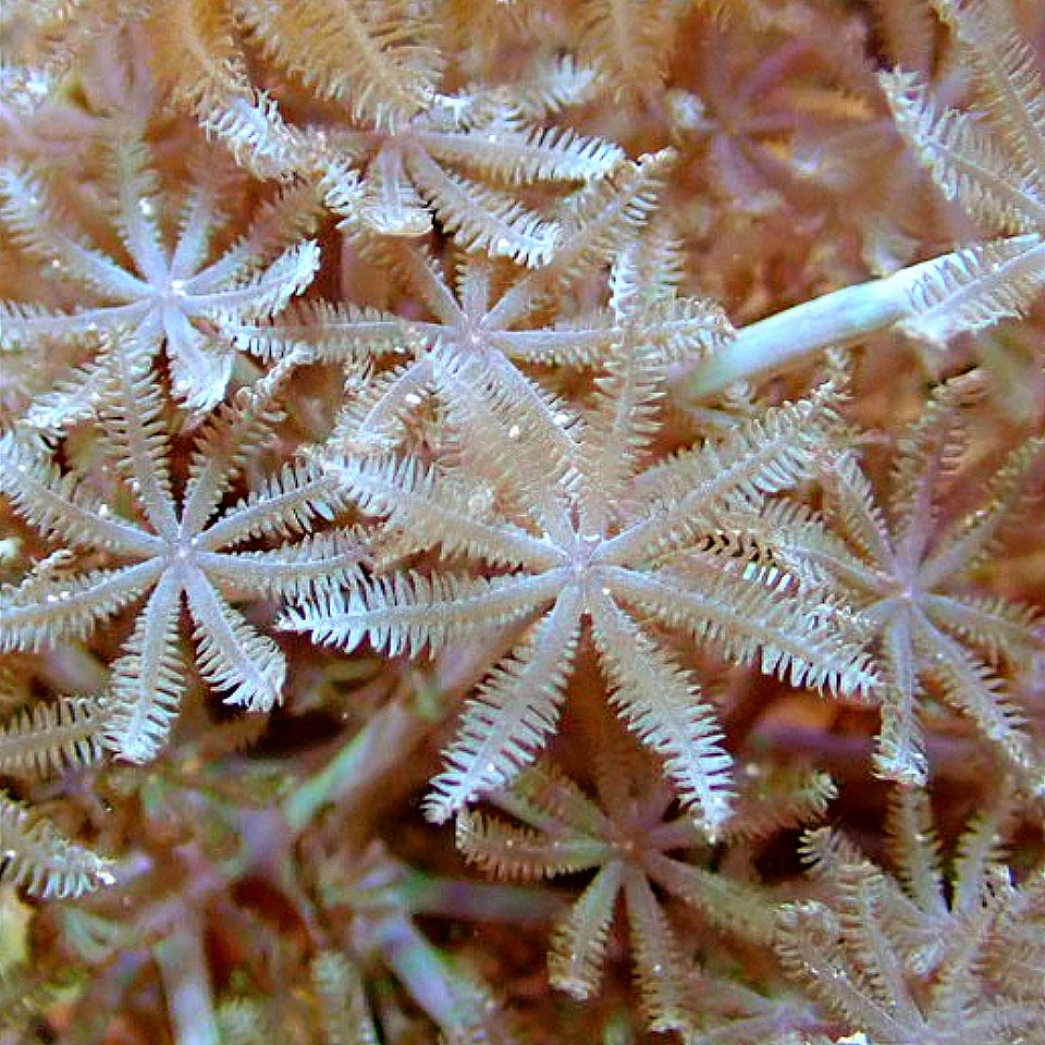 POM POM XENIA SOFT CORAL coral frag for reef aquarium