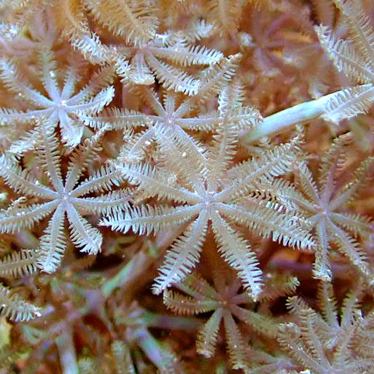 POM POM XENIA SOFT CORAL coral frag for reef aquarium