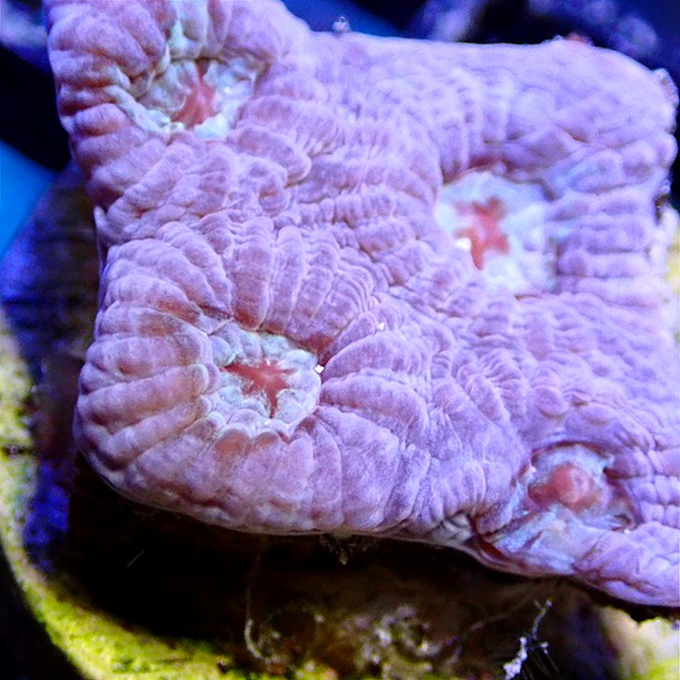 PURPLE FAVIA LPS coral frag for reef aquarium