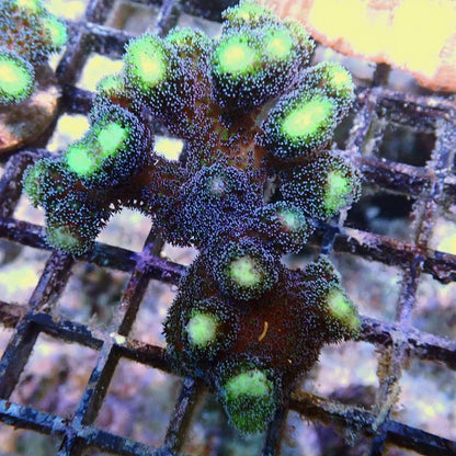 Purple Milka Stylophora SPS coral frag for reef aquarium