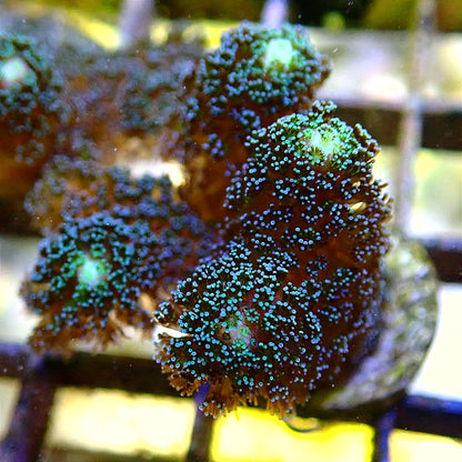 Purple Milka Stylophora SPS coral frag for reef aquarium