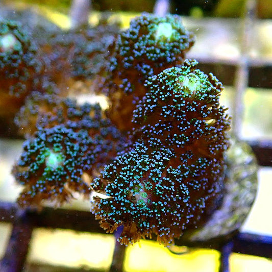Purple Milka Stylophora SPS coral frag for reef aquarium