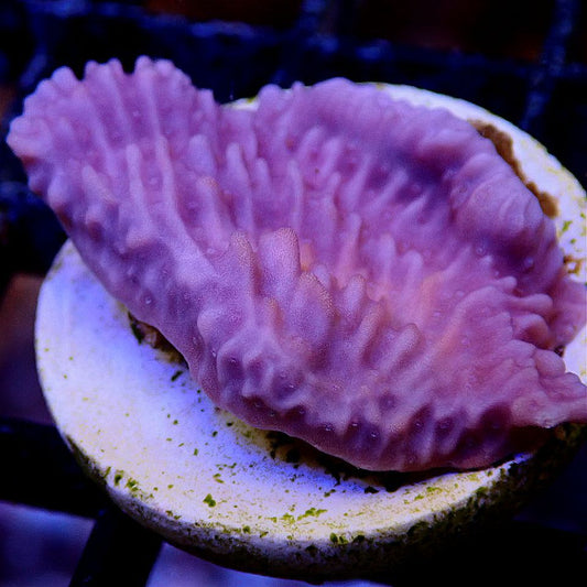 Purple Plating Montipora - Live Coral Frag - Monti, Acro, Acropora Default Title SPS coral frag for reef aquarium