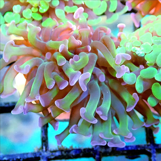 Purple Tip Branch Hammer LPS coral frag for reef aquarium