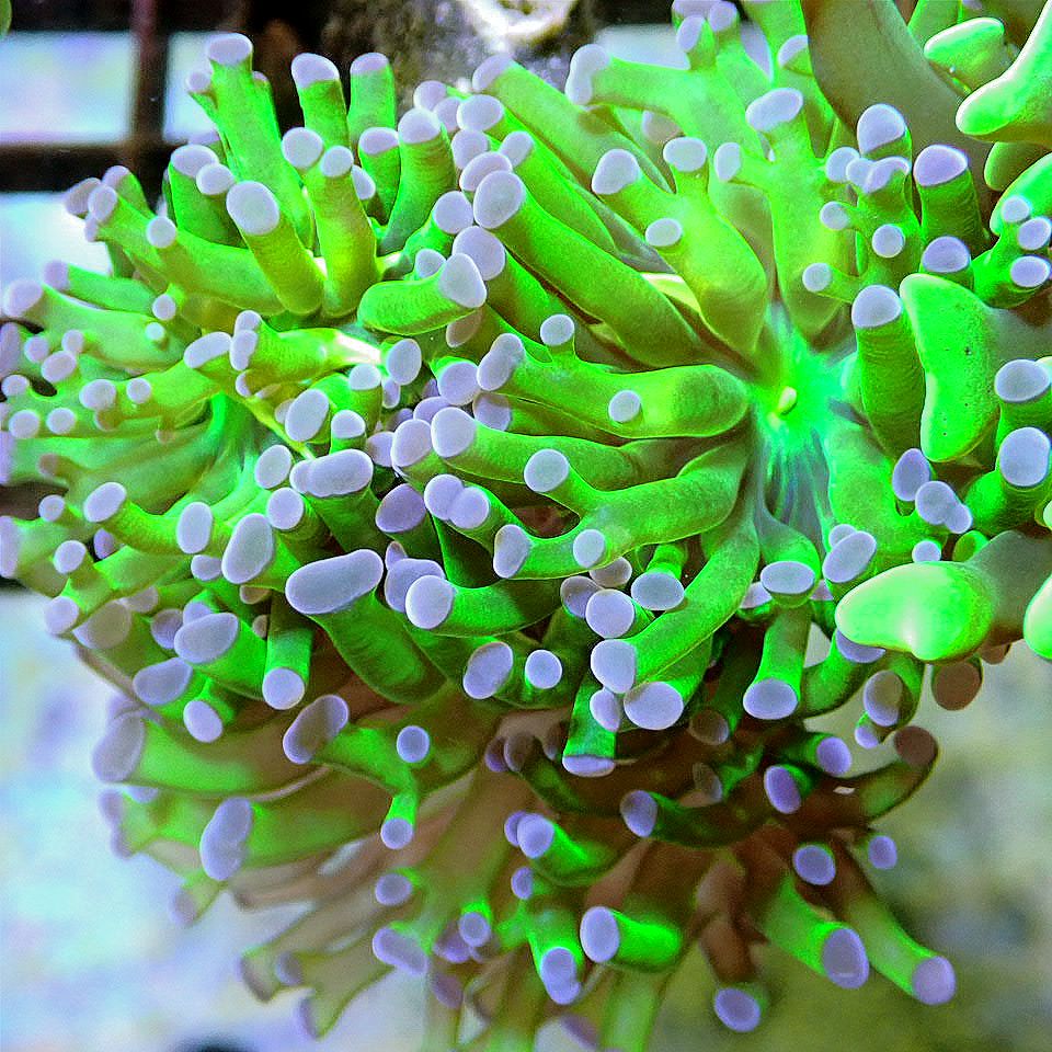Purple Tip Frogspawn LPS coral frag for reef aquarium