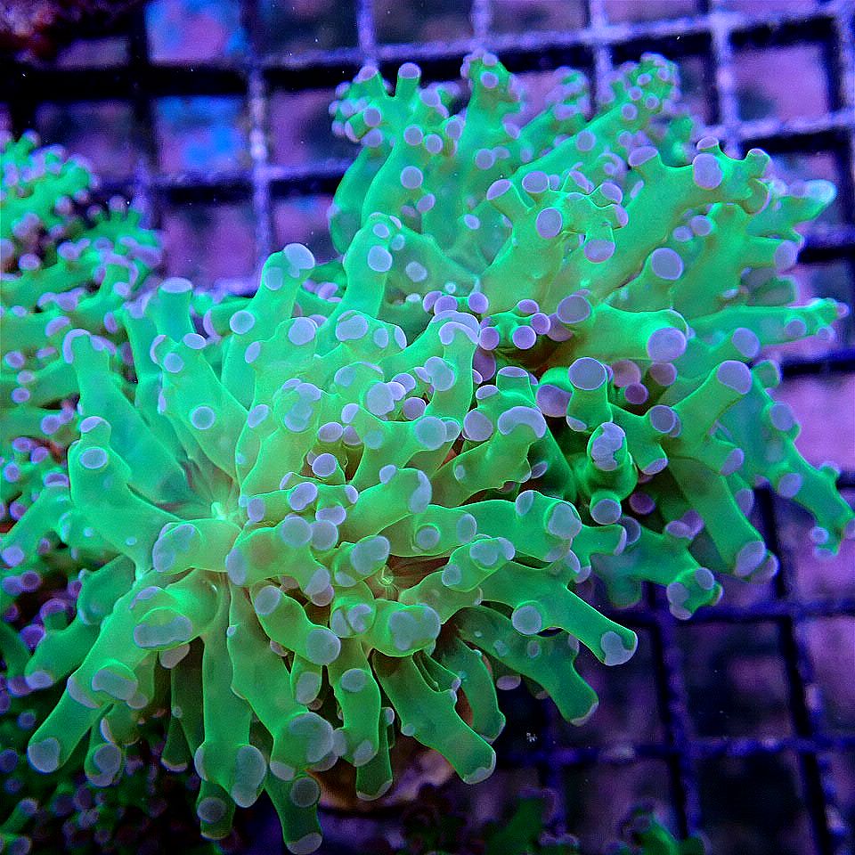 Purple Tip Frogspawn LPS coral frag for reef aquarium