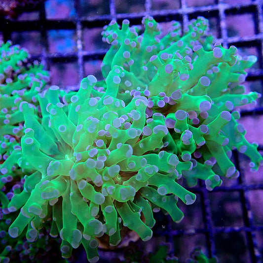 Purple Tip Frogspawn LPS coral frag for reef aquarium