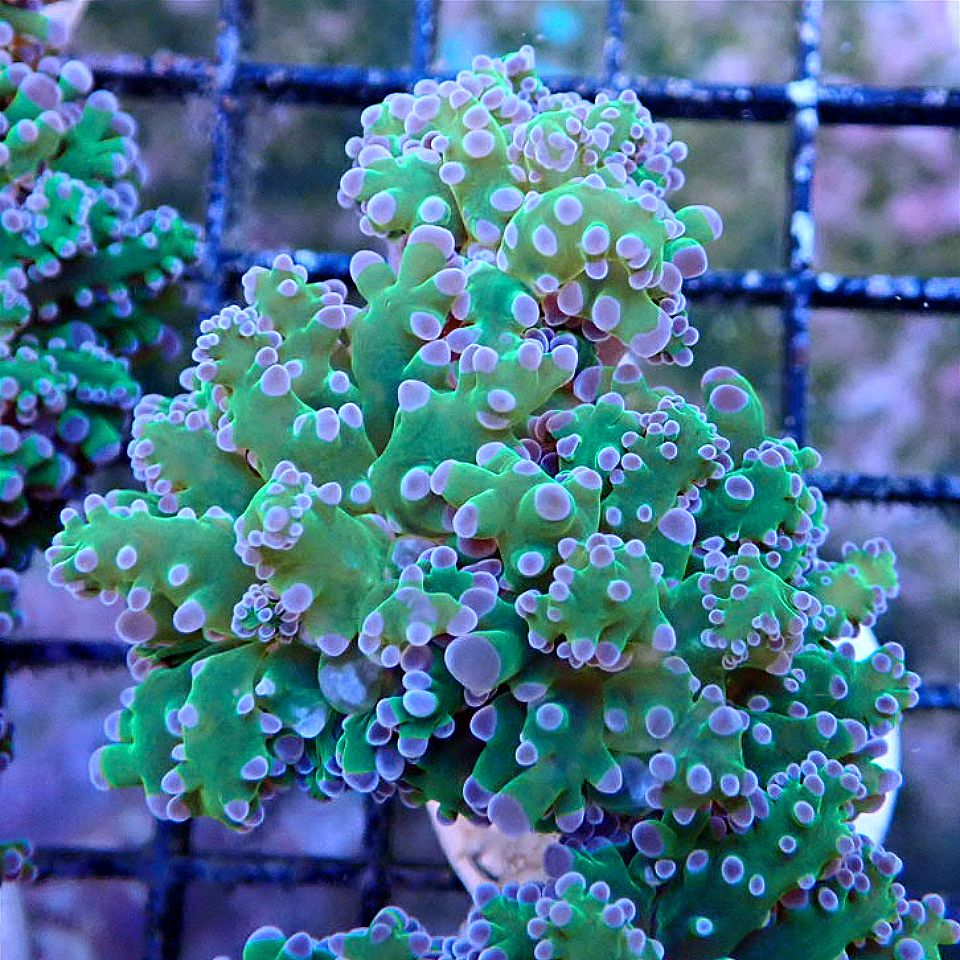 Purple Tip Frogspawn LPS coral frag for reef aquarium
