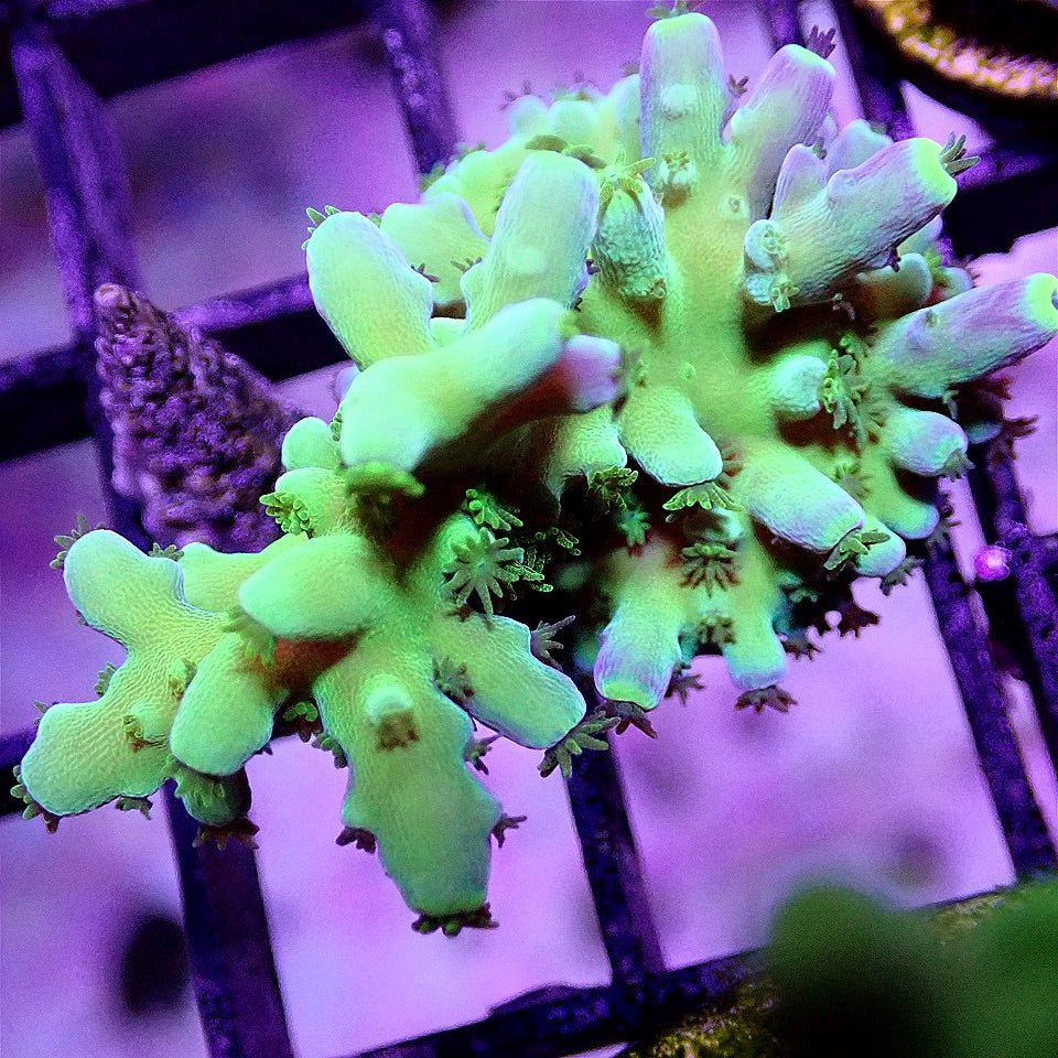PURPLE TIP TORT ACRO SPS coral frag for reef aquarium
