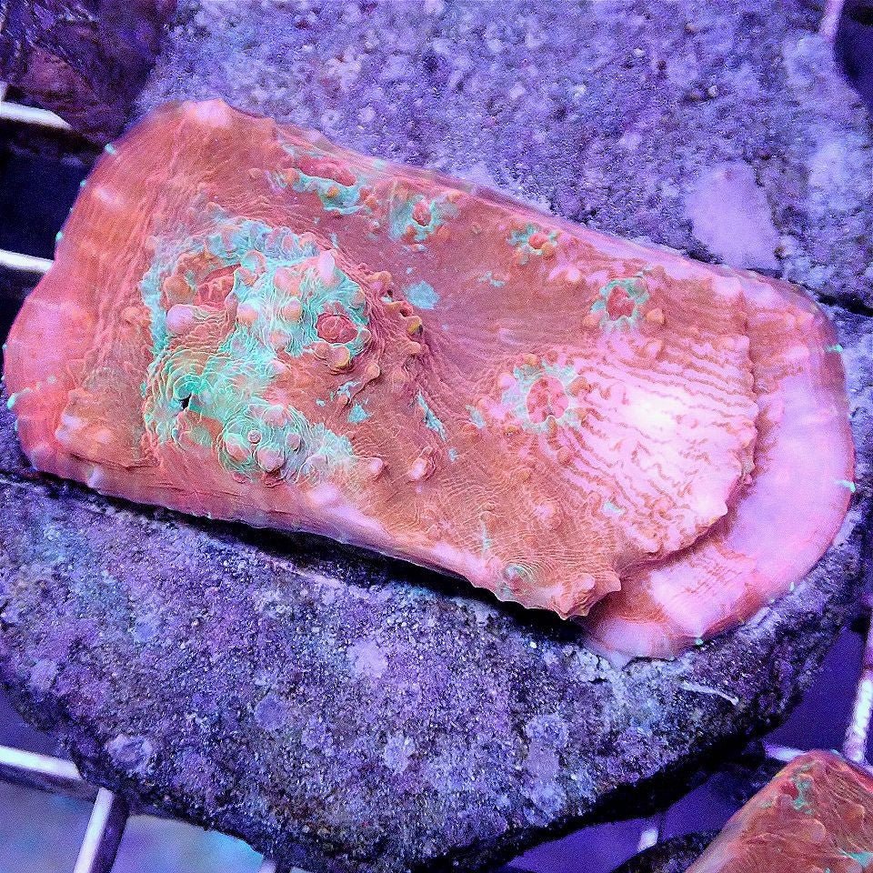 Rainbow Chalice Colony - WYSIWYG - Live Coral Frag - Echinopora, Echinophyllia Default Title LPS coral frag for reef aquarium