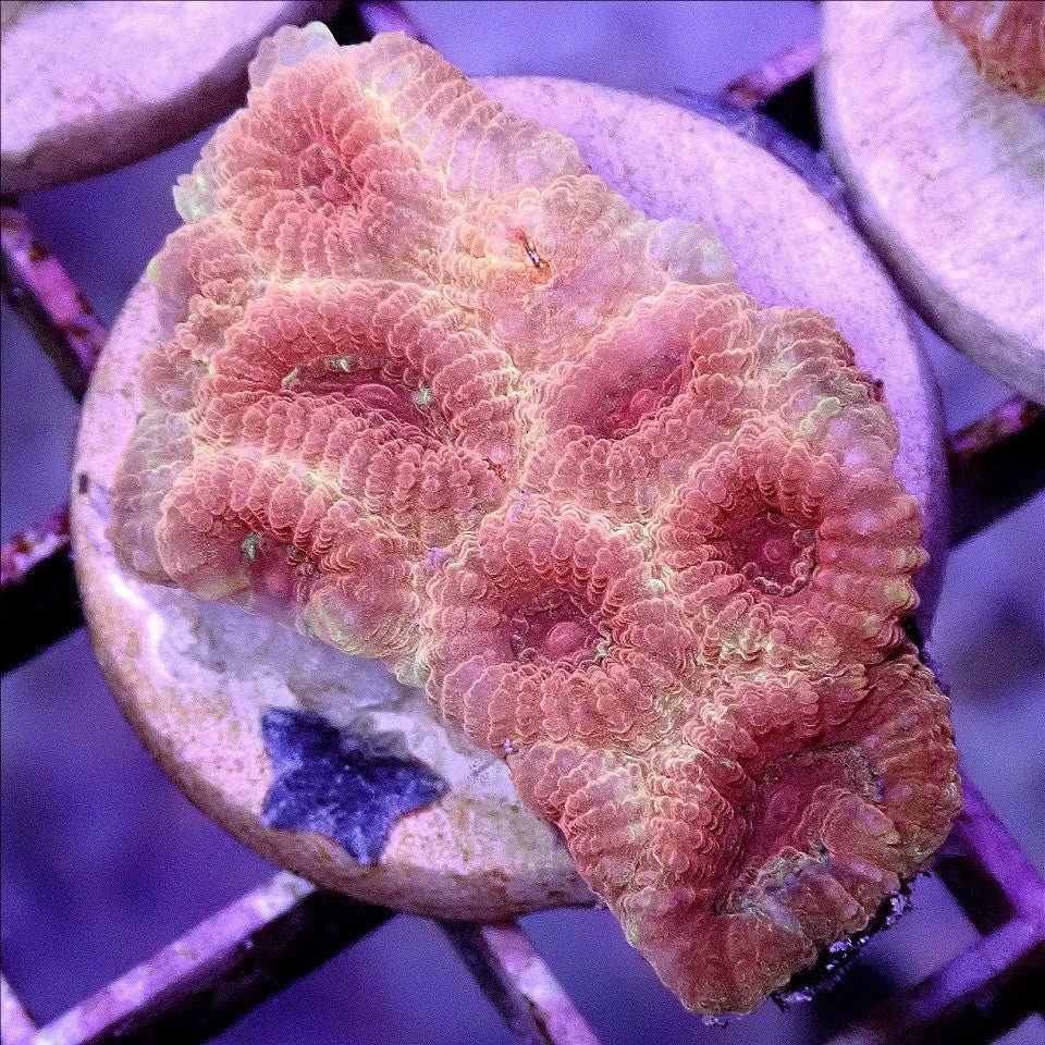 Rainbow Favia - Live Coral Frag - Favites, Goniastrea, Brain Default Title LPS coral frag for reef aquarium