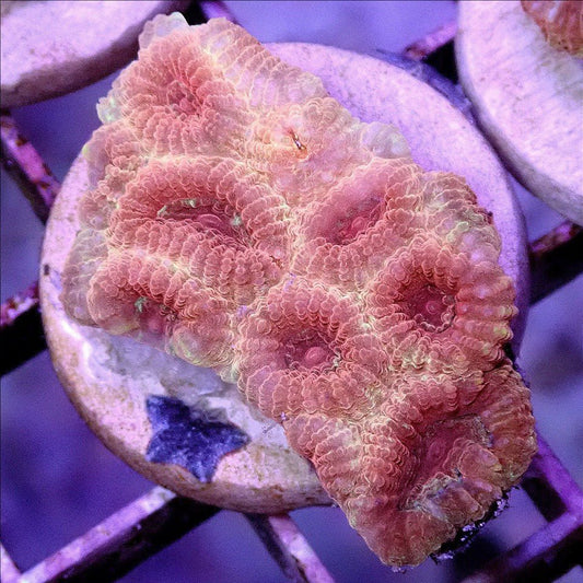 Rainbow Favia - Live Coral Frag - Favites, Goniastrea, Brain Default Title LPS coral frag for reef aquarium