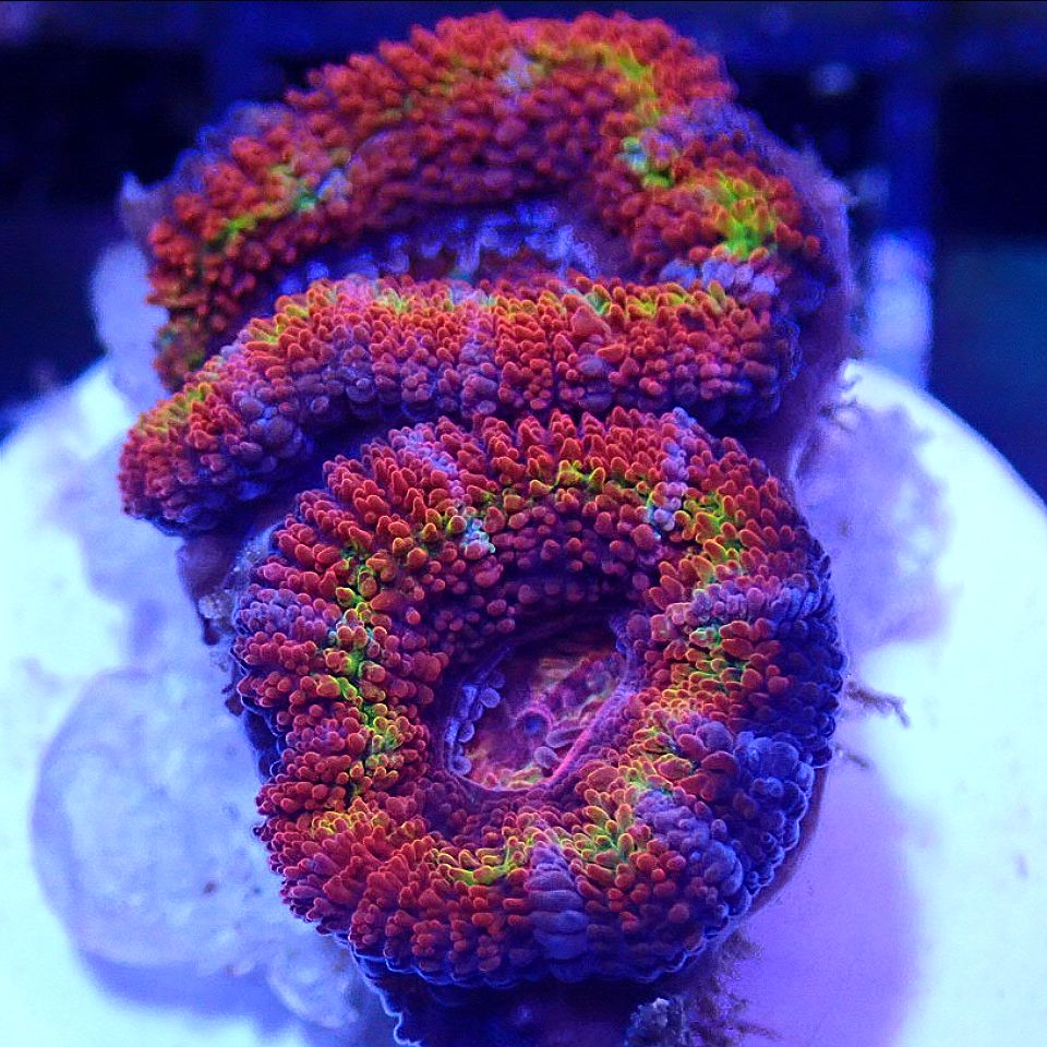 Rainbow Micromussa LPS coral frag for reef aquarium